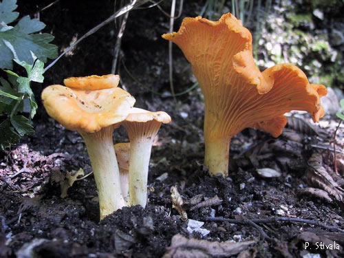  Image name: finferlo16.jpg 
 width: 500 pixel 
 height: 375 pixel 
 Size: 58335 bytes 
 Click to enlarge 